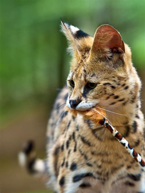 21 Things To Know Before Caring For An African Serval Cat