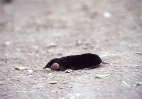 The California Mole Underground Burrower Daves Nature