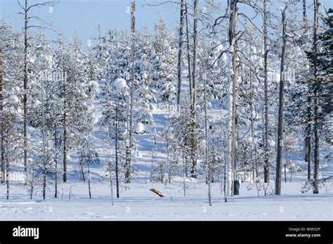 Taiga Or Boreal Forest In The Kuhmo Area Finland Near The Russian
