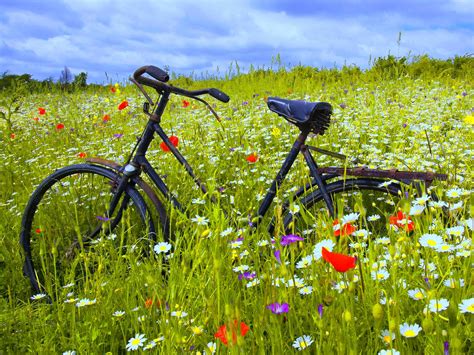 Bicycle With Flowers Wallpaper Flower Bike Ipad Wallpapers Free