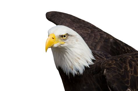 Adler Bald Eagles Bird Of Prey Free Image Download