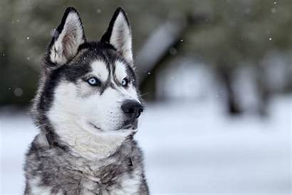 Husky Siberian Siberiano Dog Cane Dogs Cani
