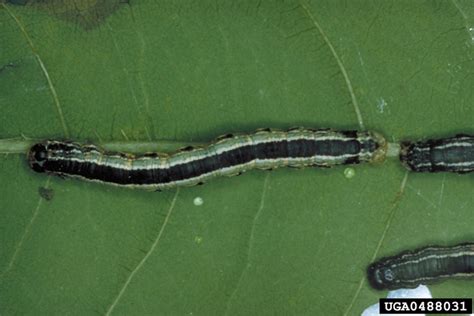 Fall Cankerworm Alsophila Pometaria