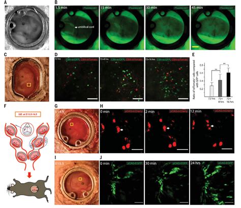 Imaging Chemical Diffusion Embryonic Aav Transduction And Cell