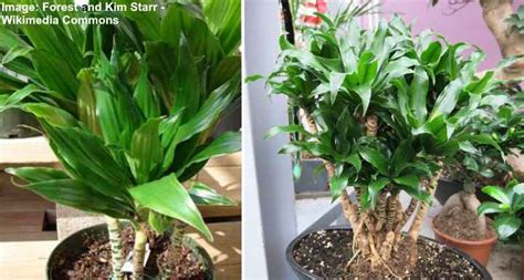 Dracaena Fragrans Corn Plant Care And Growing Guide
