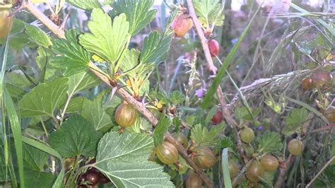 First Blackcurrant Harvest Of 2015 In 11 June YouTube