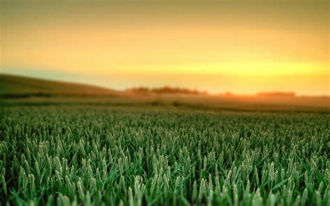 Daily Wallpaper Wheat Fields I Like To Waste My Time