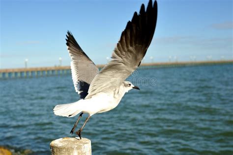 Seagull Wings Stock Photo Image Of Wings Houston View 52439794