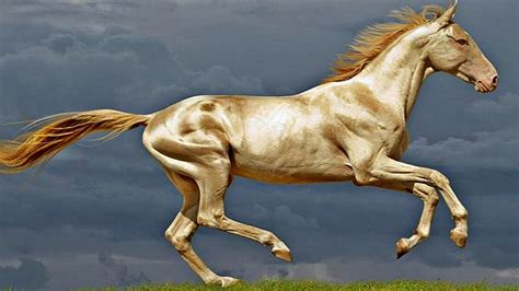 The Five Most Beautiful And Rare Horses In The World Horse Spirit