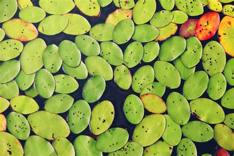 A Top View Of A Cluster Of Green And Yellow Lily Pads On The Surface Of