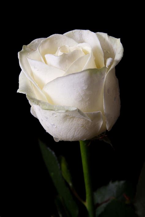 Pure And Natural White Rose Rose