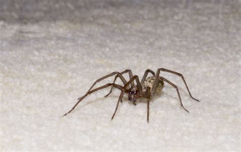 10 Spiders You Might Find Lurking About Your Home Evening Telegraph