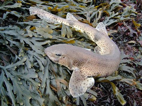 Scyliorhinus Canicula Lesser Spotted Dogfish Or Small
