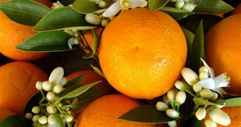 Mobil + tv + fibră. Orange amère | Tous Les Fruits