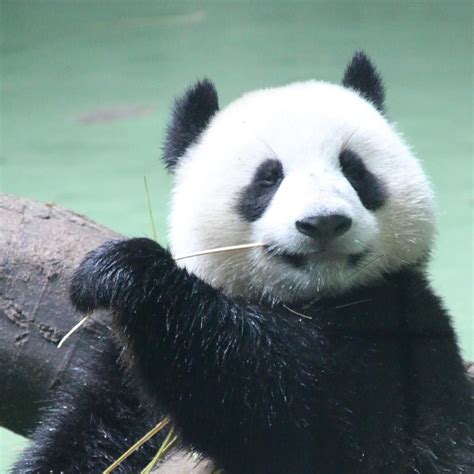 Why Do Pandas Eat Their Babies Abiewwt