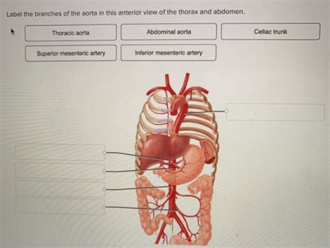 Label The Branches Of The Aorta In This Anterior View Of The Thorax And