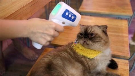 A new study suggests that cats may be catching the novel coronavirus at far higher rates than thought before, which could mean they have unique ways of fighting off the virus. Coronavirus: Pets can catch COVID-19 from owners, study ...