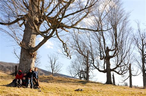 Check spelling or type a new query. Remarkable Trees of Virginia: Highland County Sugar Maples