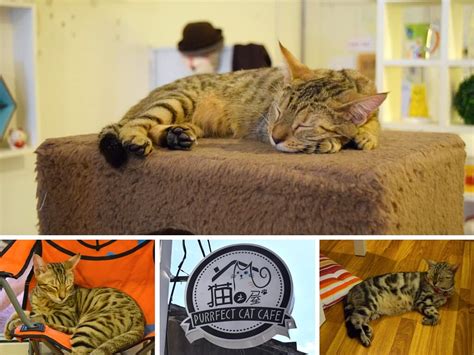 Hawai'i's first & only cat cafe 🏝😻🐾☕️🐈 kona coffee & adoptable rescue cats from @hawaiianhumane 🤙🌺 hawaiicatcafe.org. Cool Cafes in Penang Not to Miss - Curious Claire