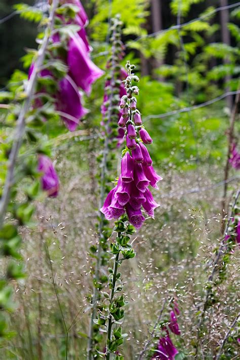 Wie werden lupinen richtig gepflanzt? Lupinen Foto & Bild | natur, pflanzen, blüten Bilder auf ...