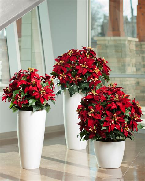 Large Premier Silk Red Poinsettia Plant At Petals
