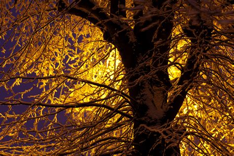 Snow Covered Branches At Night Free Stock Photo Public Domain Pictures
