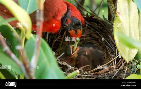 A Male Cardinal Feeds His Two Day Old Babies A Green Worm While