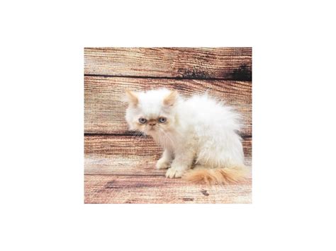 The persian is the glamor puss of the cat world. Persian-CAT-Male-Cream-2773166-Petland Rome