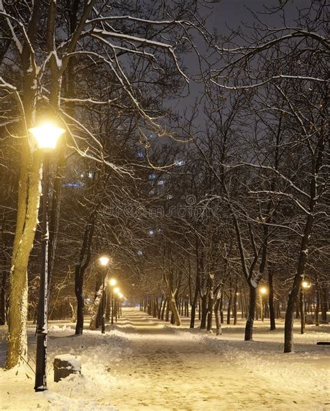 Night City Winter Park Under Snowfall With Trees Covered With Frost And