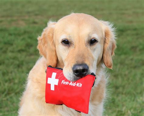 Dog First Aid Kit Essentials Are You Prepared Travall Blog Website