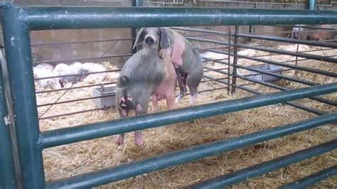 Mating Pig Youtube