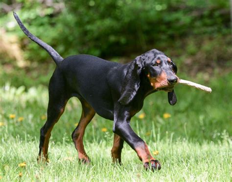 Black And Tan Coonhound Breed Information Characteristics And Heath