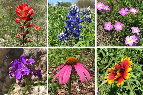 Wildflower Identification Guide Texas Wildflower Texas Wild Flowers