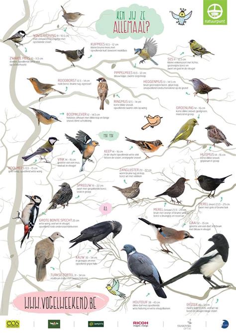 De pimpelmees is met zijn blauwe petje en gele buik één van de bekendste tuinvogels. Natuurpunt: Welkom in de Maalbeekvallei van Grimbergen.