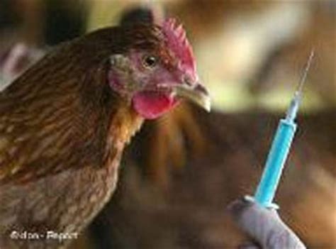 Anteriormente, se pensaba que este tipo de virus sólo existía entre especies aviarias. Influenza aviaria - Su Médico : Su Médico