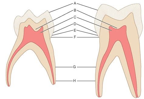 The Permanent Molars Replaced Which Primary Teeth