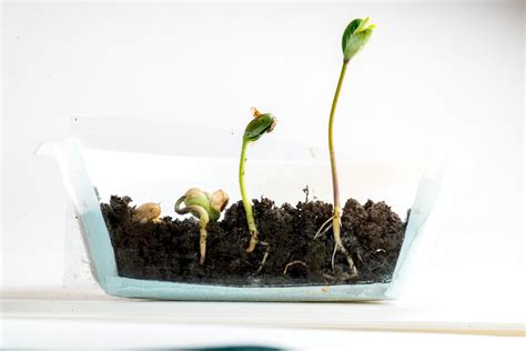 What Causes Seed Germination Learn About Germination Factors For