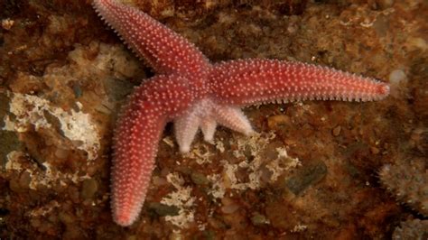 Starfish Limb Regeneration Youtube