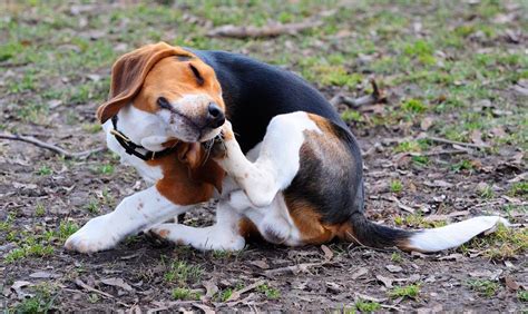 News Itchy Skin Allergies In Dogs Linked To Problem Behaviour Says