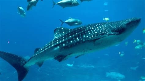 Whale Sharks Spotted Off Floridas Coast Scientists Want