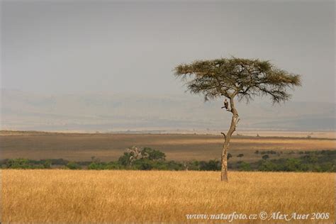 Botswana Photos Botswana Images Nature Wildlife Pictures Naturephoto