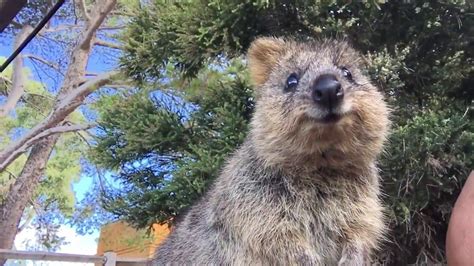 Baby Quokka Moving In Mothers Pouch On Rottnest Island