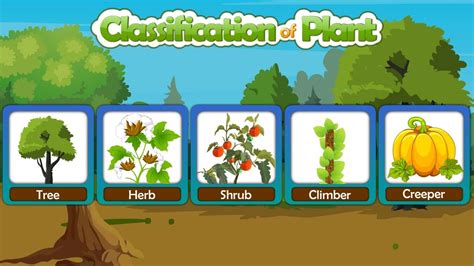 Plants are all unique regarding physical appearance, structure, and physiological behavior. Image result for trees, climbers creepers plant types ...