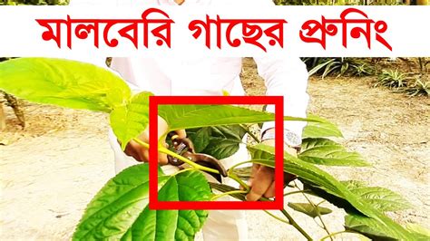 How to pruning mulberry tree ।। মালবেরি গাছের যত্ন - YouTube