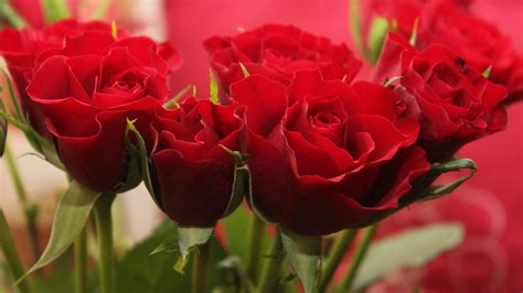 Pictures Of Red Roses In Close Up For Wallpaper Hd