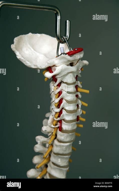 Occipital And Spinal Cervical Anatomy Vertebrae Model Carotid Artery