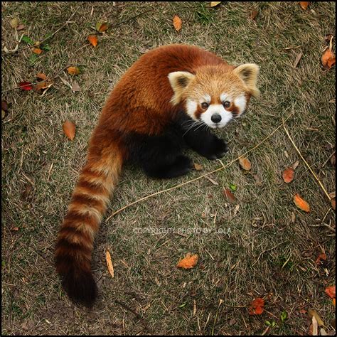 Carrot Animals Photos Red Panda Animal Photo Animals