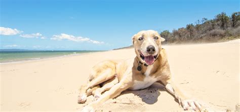 Global pet relocation and shipping services is a company that offers pet relocation services all over the world. Pet Relocation & Shipping Services to/from Australia ...