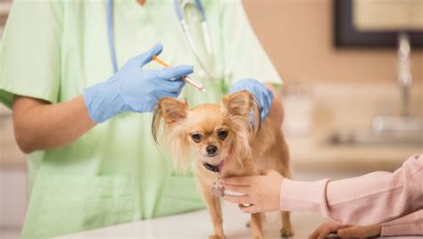 People in the groups below can get the vaccine now. Dog Vaccination: Pros, Risks, & A Sensible Schedule For ...