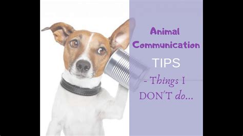 Animal Communication Tips Things I Dont Do Youtube
